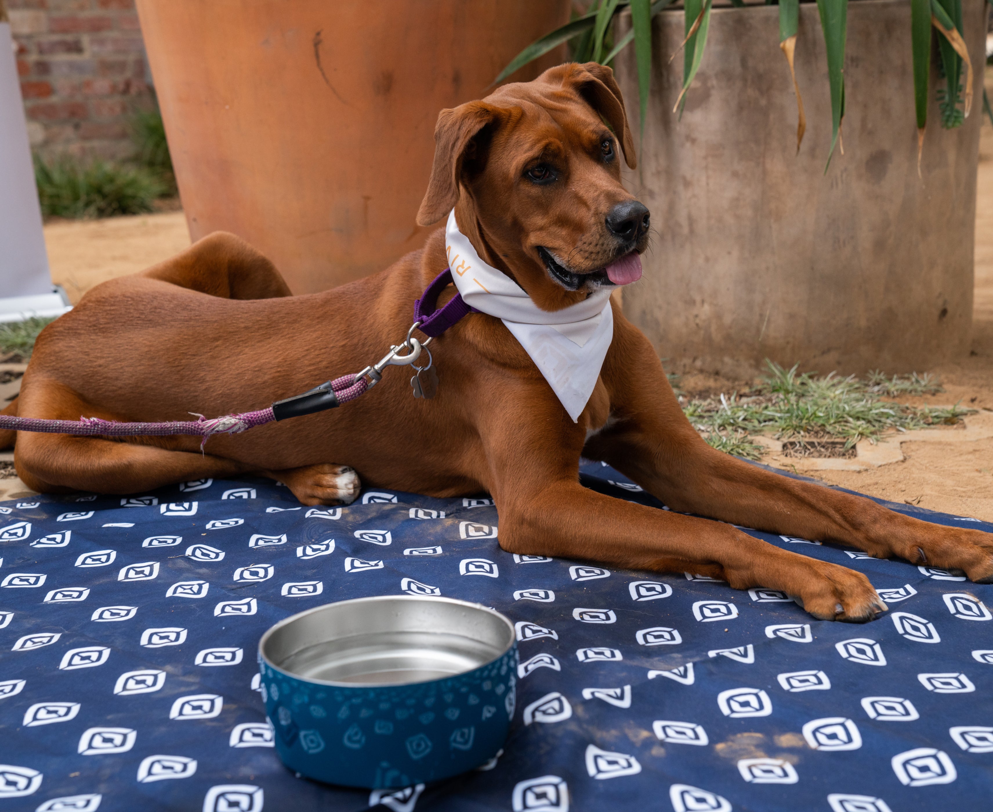 Compass Dog Bowl