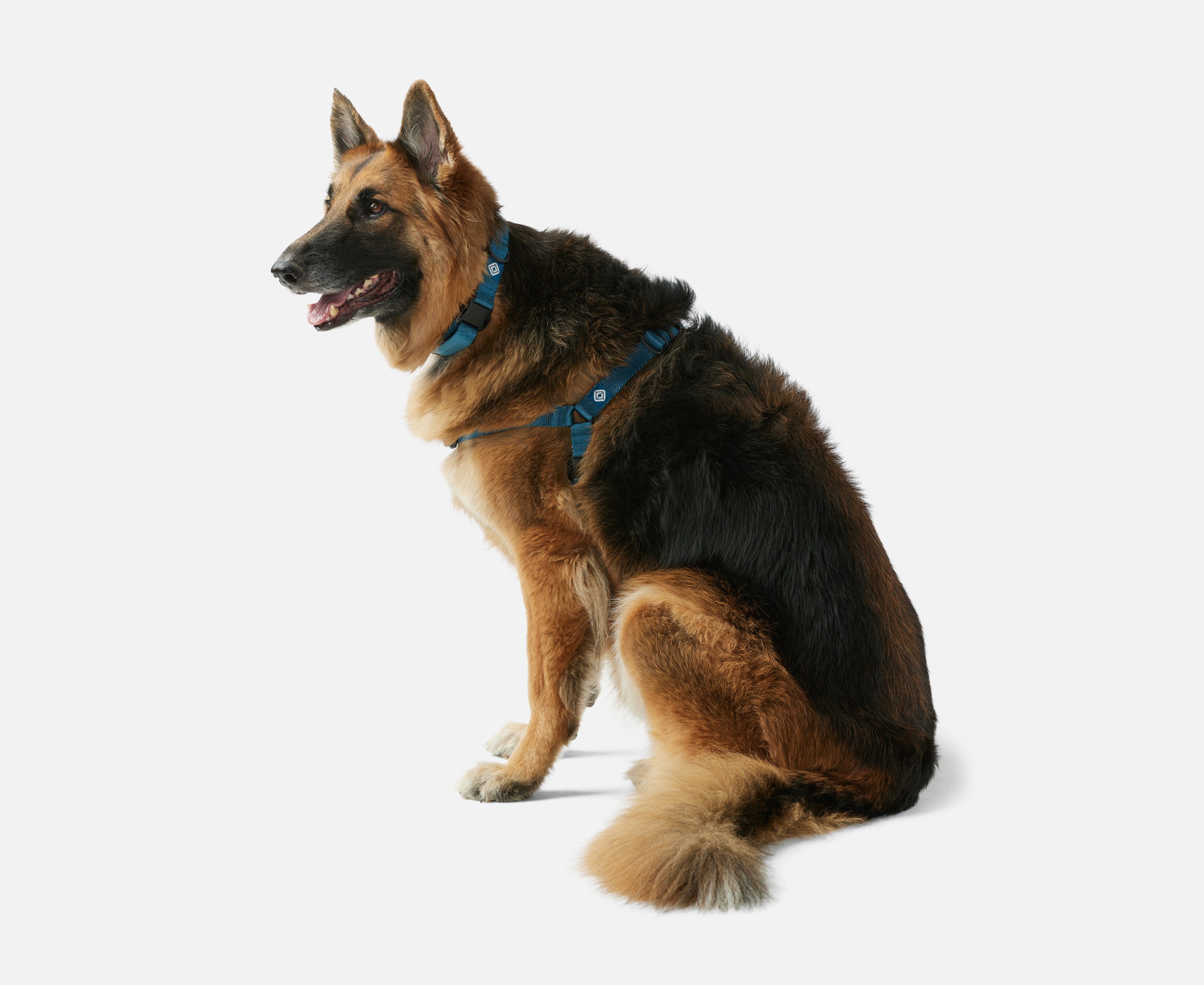 Rivian Dog Harness